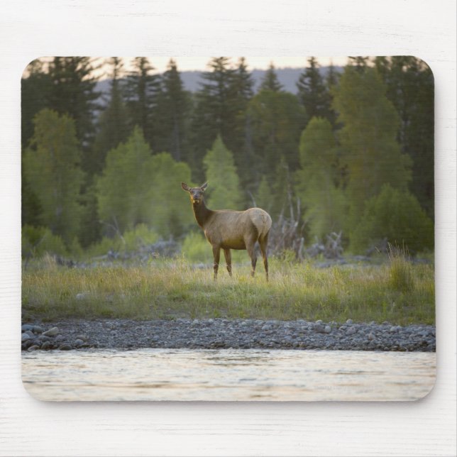 Tapis De Souris Un wapiti féminin regarde la caméra avec un (Devant)