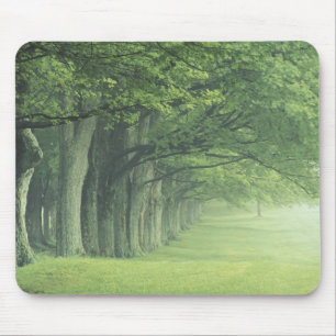 Tapis De Souris USA, Kentucky. Rangée d'arbres au printemps