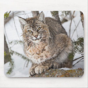 Tapis De Souris USA, Wyoming, Parc national de Yellowstone, Bobcat