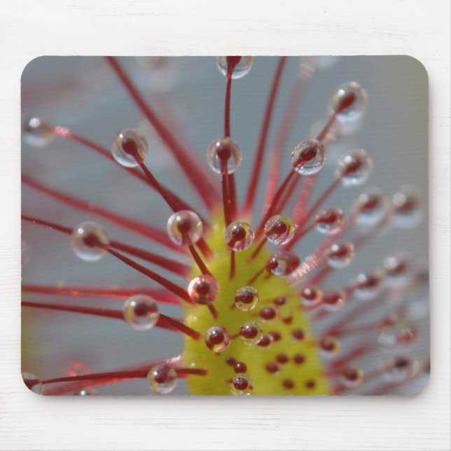 Tapis De Souris Usine carnivore Mousepad de Sundew (Devant)
