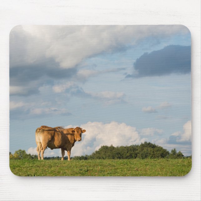 Tapis De Souris Vache blonde à d'Aquitaine dans la région de (Devant)