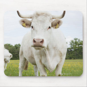 Tapis De Souris Vache se tenant dans le domaine herbeux