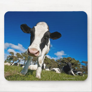Tapis De Souris Vaches alimentant sur le pâturage 2
