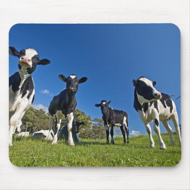Tapis De Souris Vaches se nourrissant de pâturages (Devant)