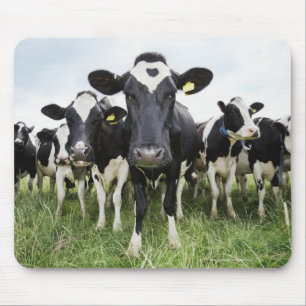 Tapis De Souris Vaches se tenant dans une rangée regardant