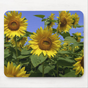 Tapis de souris Van Gogh en Provence