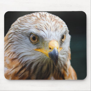 Tapis De Souris vautour, vautour du désert, oiseau