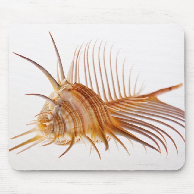 Tapis De Souris Vénus Comb Murex shell (Murex pectin) contre (Devant)