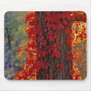 Tapis De Souris Vigne vierge rouge vif en automne à