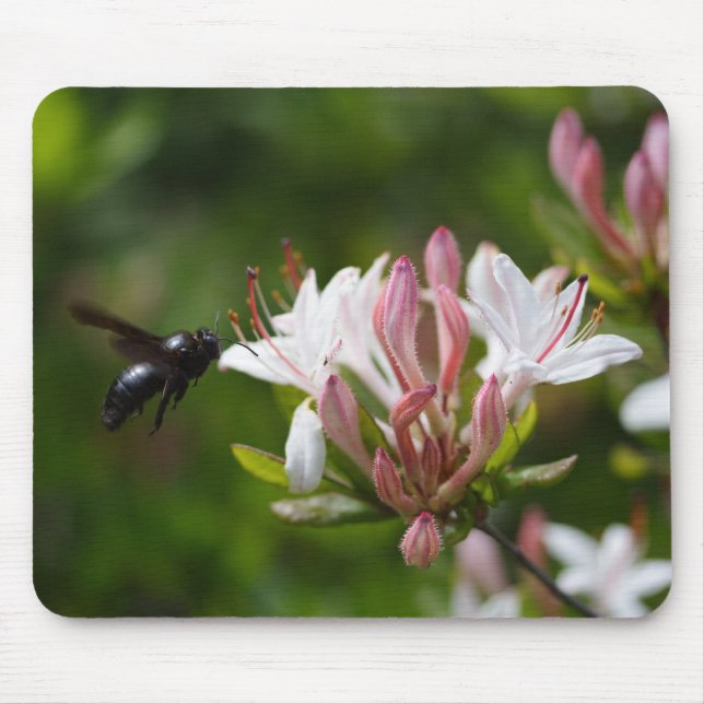 Tapis De Souris Violacée de Xylocopa (Devant)