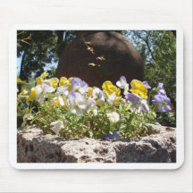 Violas Dans Un Auge De Pierre.