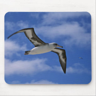 Tapis De Souris Vol d'albatros de Laysan en air