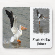 Vol du pélican