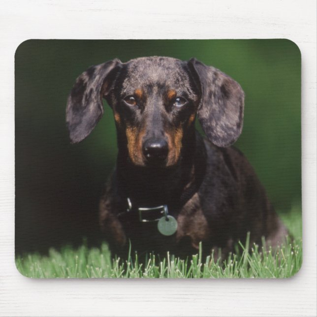 Tapis De Souris Vue de Dachshund couleur panaché (Devant)