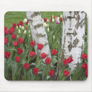 Tapis De Souris WA, Skagit Valley, Roozengaarde Tulip Garden
