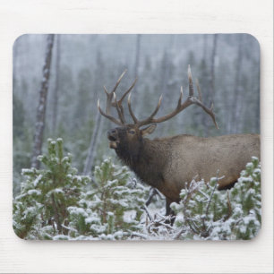 Tapis De Souris Wapiti mâle dans la neige appelant, bramant, Yello