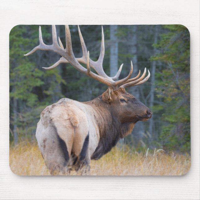 Tapis De Souris Wapiti mâle des Montagnes Rocheuses (Devant)