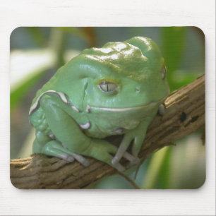 Tapis De Souris Waxy Tree Frog