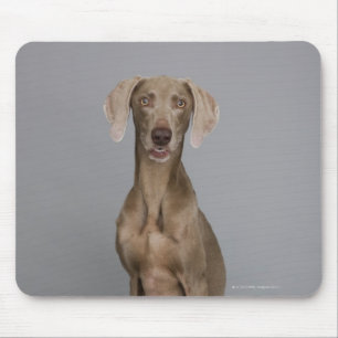 Tapis De Souris Weimaraner assis, studio tourné