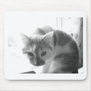 Tapis De Souris White Cat/Black & White Photo