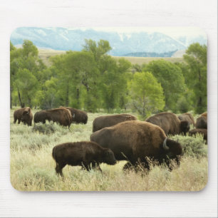 Tapis De Souris Wyoming Bison Nature Animal Photographie