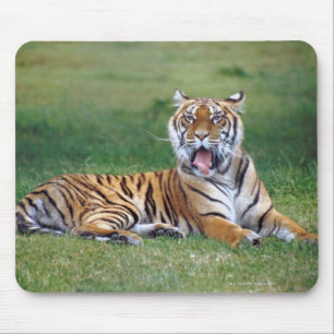 Tapis De Souris Yawning Tiger