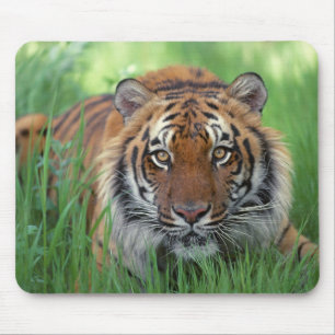 Tapis De Souris Yeux tigres