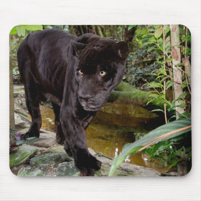 Tapis De Souris Zoo de la ville de Belize. Panthère noire (Devant)