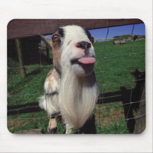 Tapis effronté de souris de chèvre
