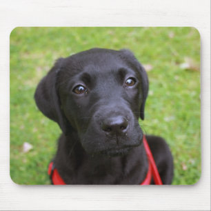 Tapis noir de souris de Labrador