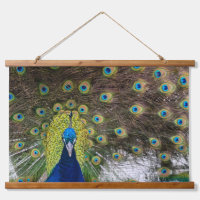Exquise Peacock Feature