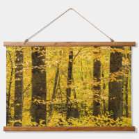 Forêt nationale de Fall Pisgah