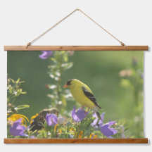 Goldfinch sur Harebell Flower
