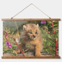 Jeune Lynx du Canada, Alaska