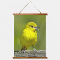 Orchard Oriole - Photo originale