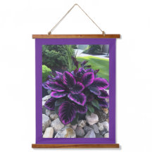Plante de Coleus