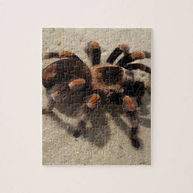 Tarantula brachypelma rotes Knie giftig (Vertikal)