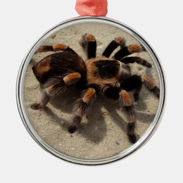 Tarantula brachypelma rotes Knie giftig Ornament Aus Metall (Vorne)
