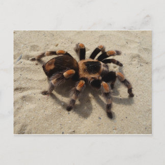 Tarantula brachypelma rotes Knie giftig Postkarte