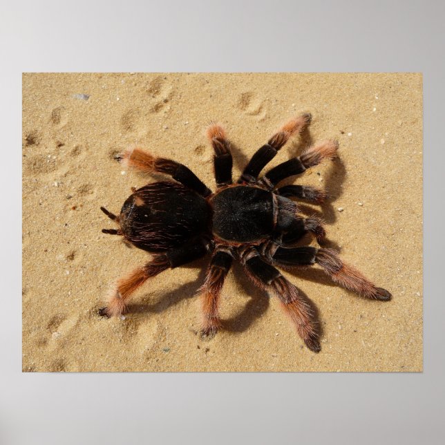 Tarantula Foto Poster (Vorne)