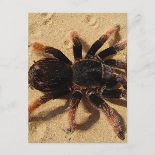 Tarantula Foto Postkarte (Vorderseite)