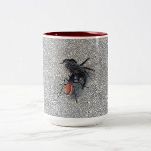 Tarantula Hawk Füttre auf einem Tarantula Zweifarbige Tasse