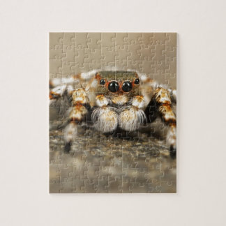 Tarantula Jumping Bird Spider phantastische Zubehö