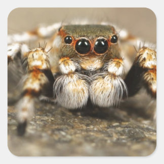 Tarantula Jumping Bird Spider phantastische Zubehö Quadratischer Aufkleber