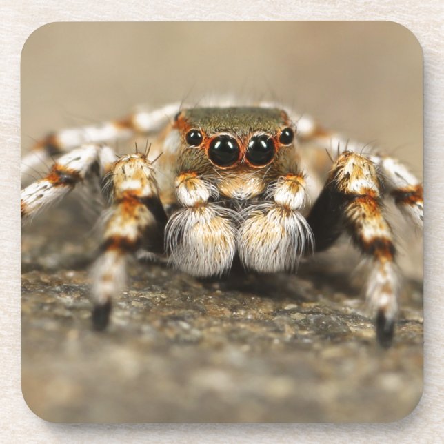 Tarantula Jumping Bird Spider phantastisches Zubeh Untersetzer (Vorderseite)