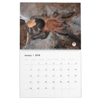 Tarantula-Kalender für 2018 Kalender