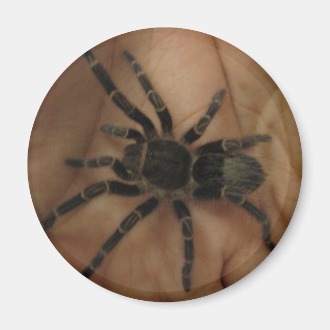 Tarantula Magnet (Vorne)