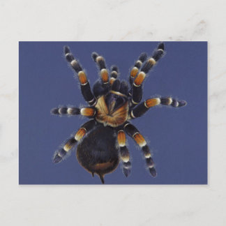 Tarantula Portrait Postkarte