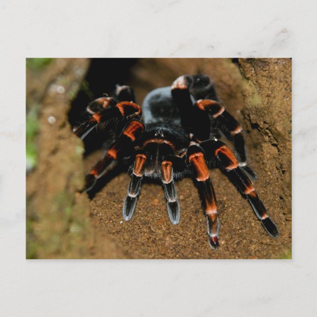 Tarantula Postkarte (Vorderseite)