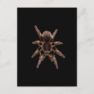 Tarantula Postkarte